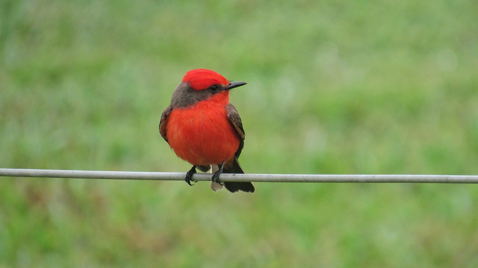 Vermilion Flycatcher in Copper Canyon Mexico