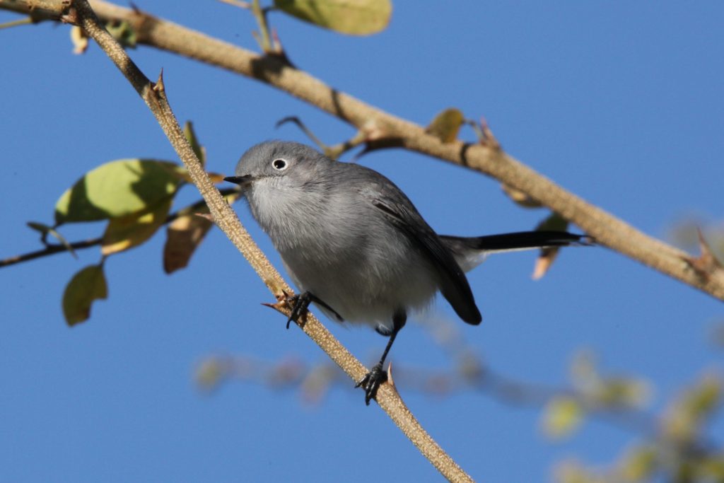 Blue-gray Gnatcatcher