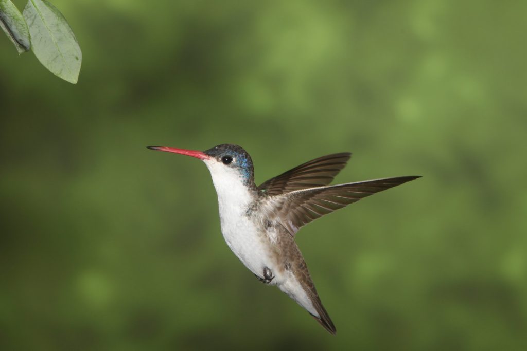 Violet-crowned hummingbird