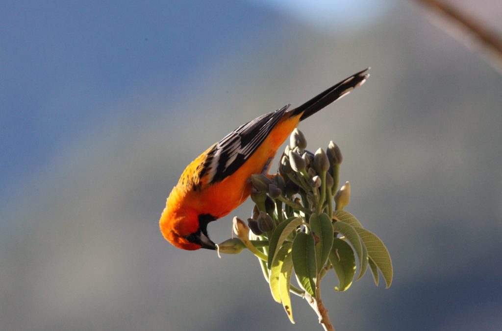 Hooded Oriole