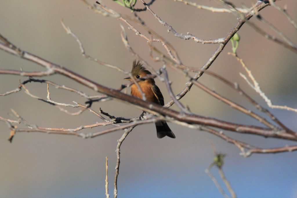 Tufted flycatcher (Mexican)