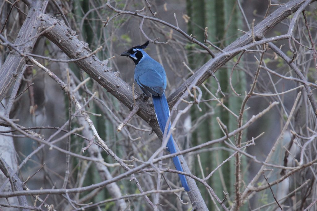 Black-throated Magpie-Jay