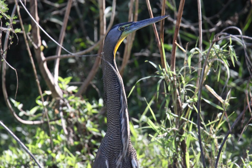 Tiger Heron (on Rio El Fuerte)
